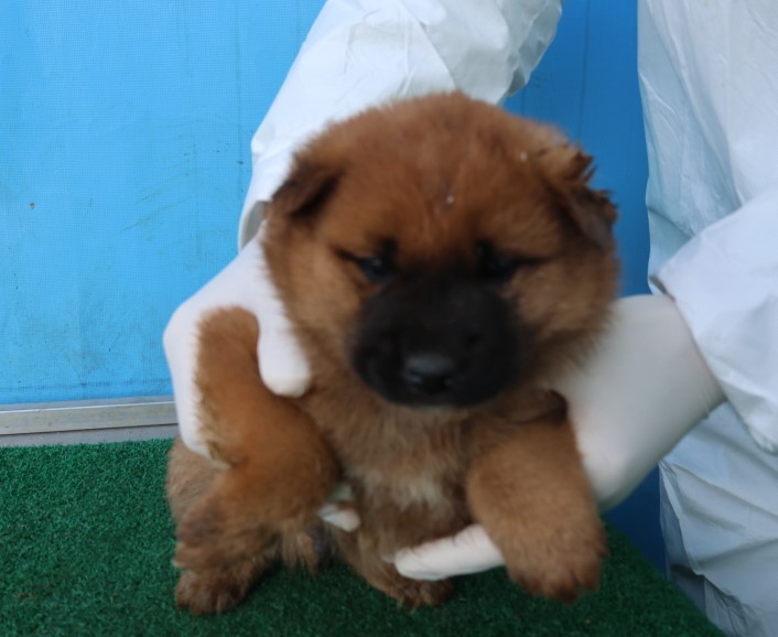 제주 동물보호센터_450650202500620